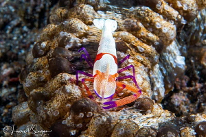 Emperor Shrimp on a Sea Cucumber/Photographed with a Cano... by Laurie Slawson 